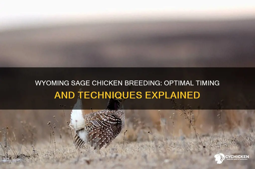 when sage chicken breeding done in wyoming