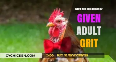 When to Introduce Adult Grit to Chicks: A Feeding Guide