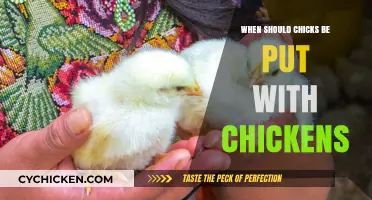 Integrating Chicks with Adult Chickens: Timing and Best Practices
