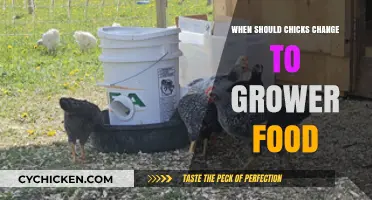 Transitioning Chicks to Grower Food: Timing and Tips for Healthy Growth