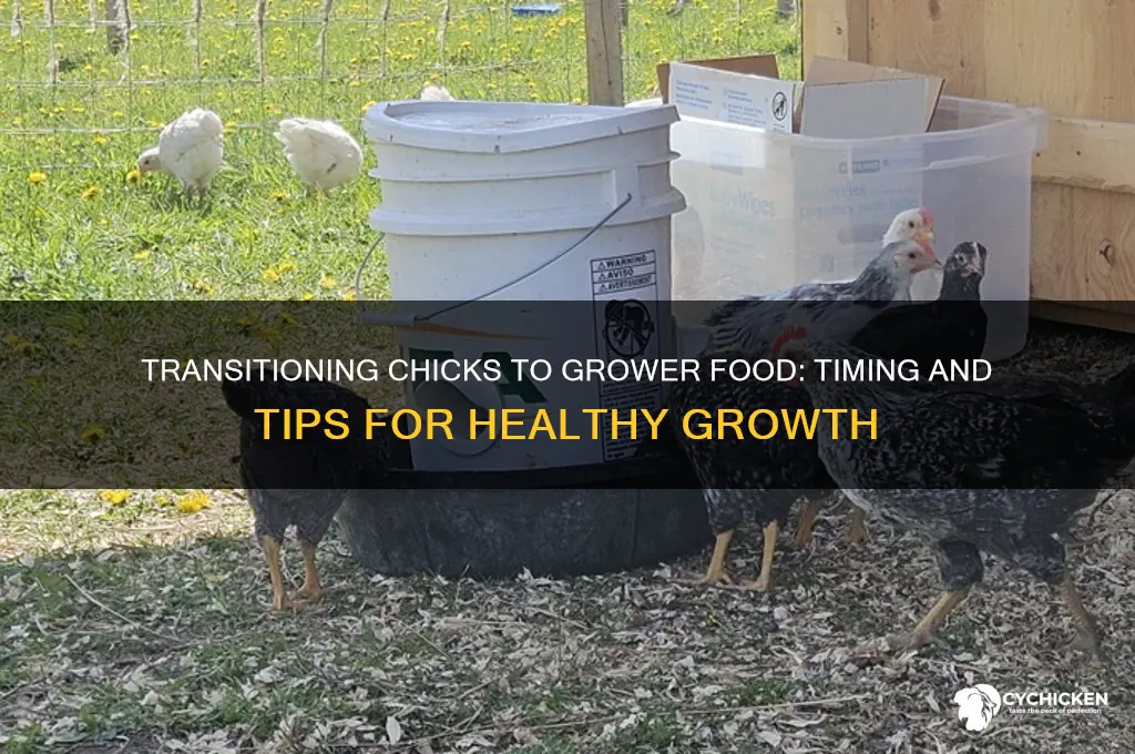 when should chicks change to grower food