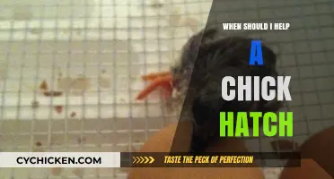 When to Assist a Hatching Chick: A Guide for Poultry Enthusiasts
