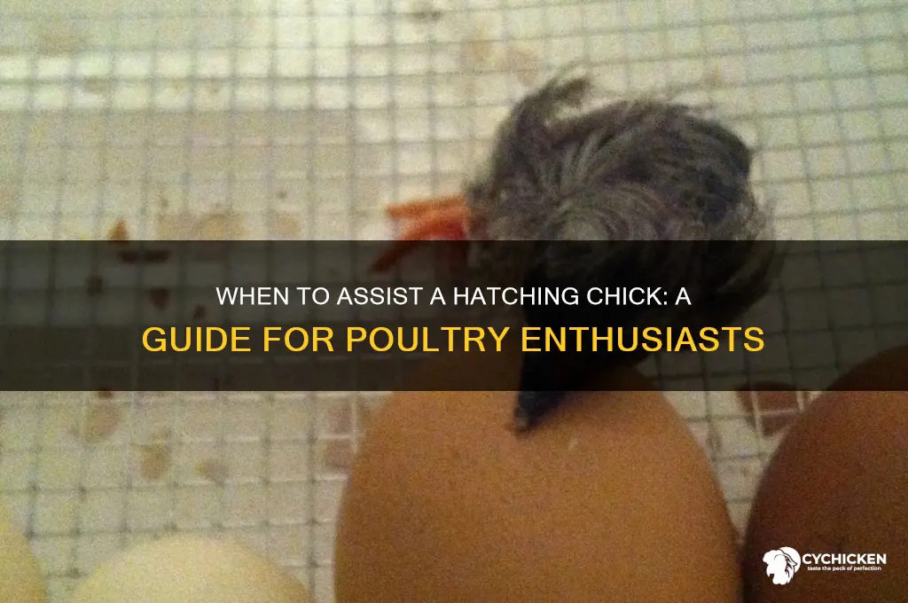 when should i help a chick hatch