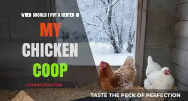 Cozy Quarters: Optimal Heater Timing for Your Chicken Coop