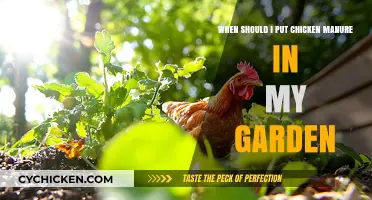 Spring Chicken Manure: Best Time for Garden Application