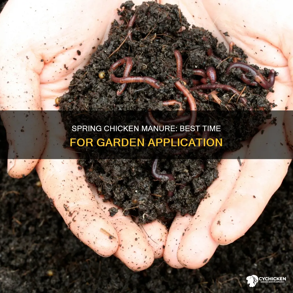 when should i put chicken manure in my garden
