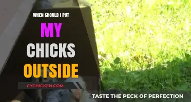 When to Transition Chicks Outdoors: A Complete Guide for Beginners