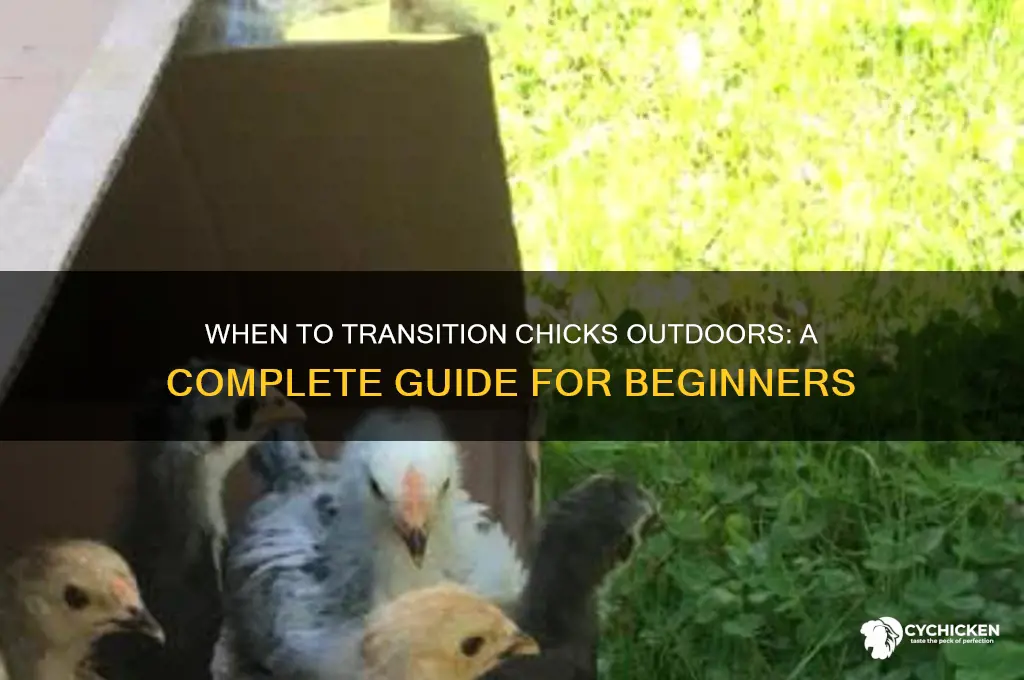when should i put my chicks outside