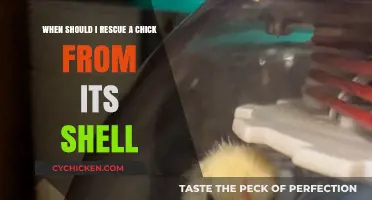 Helping Chicks: When to Rescue from Shells
