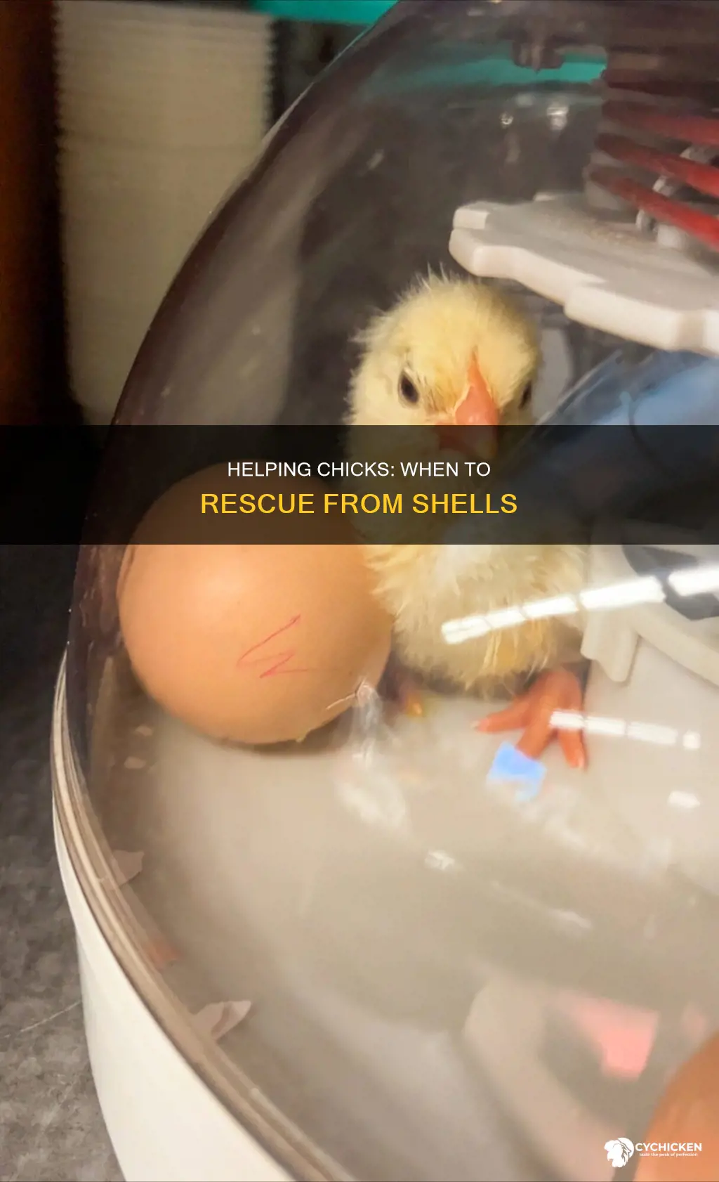 when should i rescue a chick from its shell