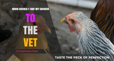 Signs Your Chicken Needs Veterinary Care