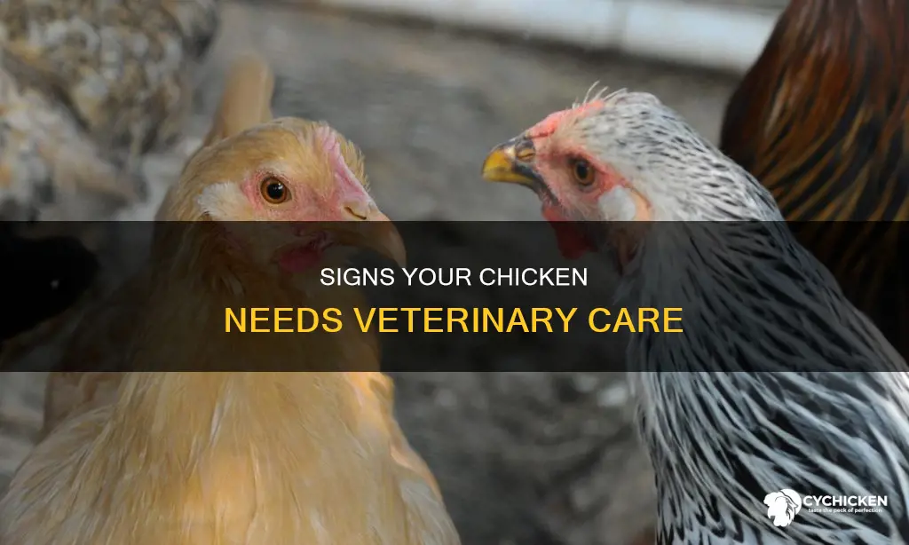 when should i take my chicken to the vet