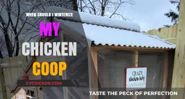 Prepping Your Coop: A Guide to Winterizing for Happy Hens