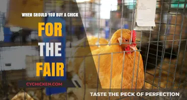 Perfect Timing: When to Buy a Chick for the County Fair