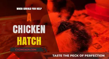When to Assist a Chicken Hatch: Timing and Tips for Success