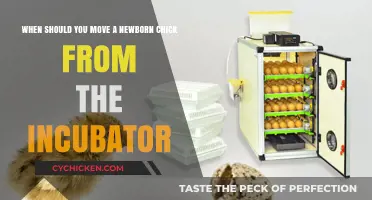 Moving Chicks: When to Take Them Out of the Incubator