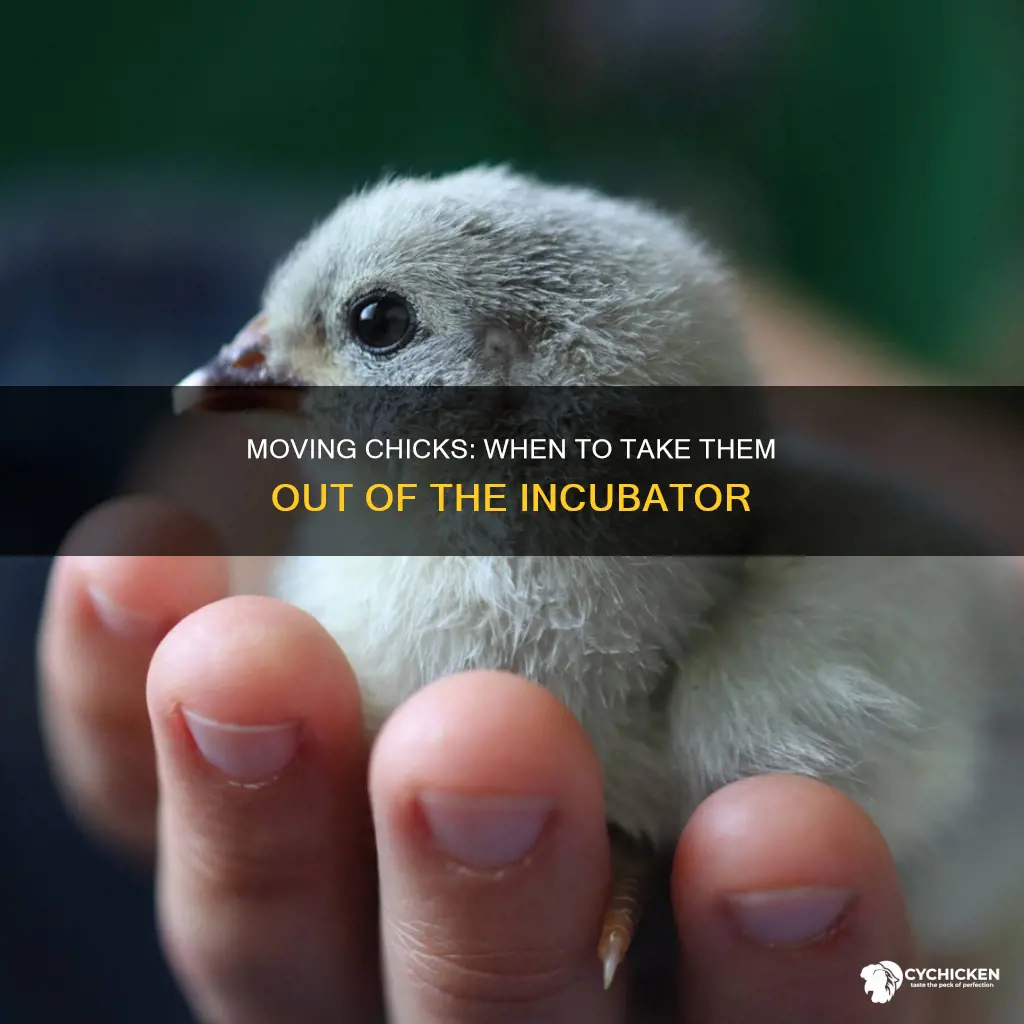 when should you move a newborn chick from the incubator