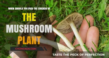 Harvesting Mushrooms: Picking Chicken of the Woods