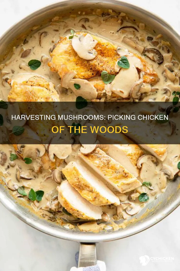 when should you pick the chicken of the mushroom plant