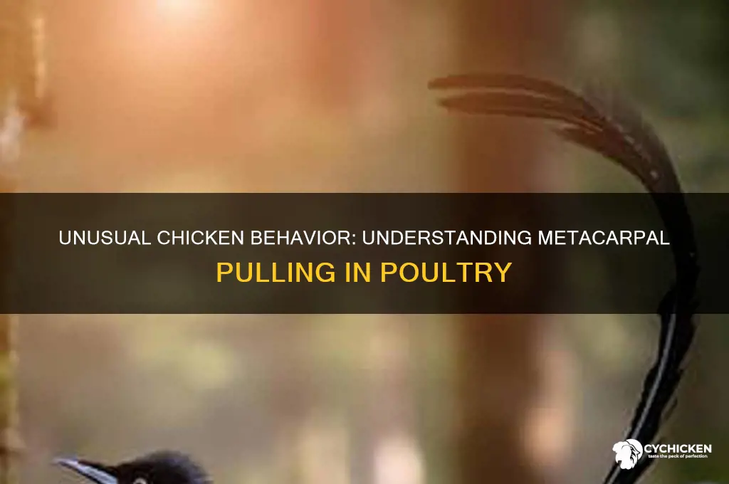 when the chicken is pulling the metacarpal