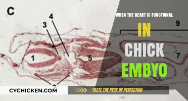 Chick Embryo Heart Development: When Functionality Begins in the Womb