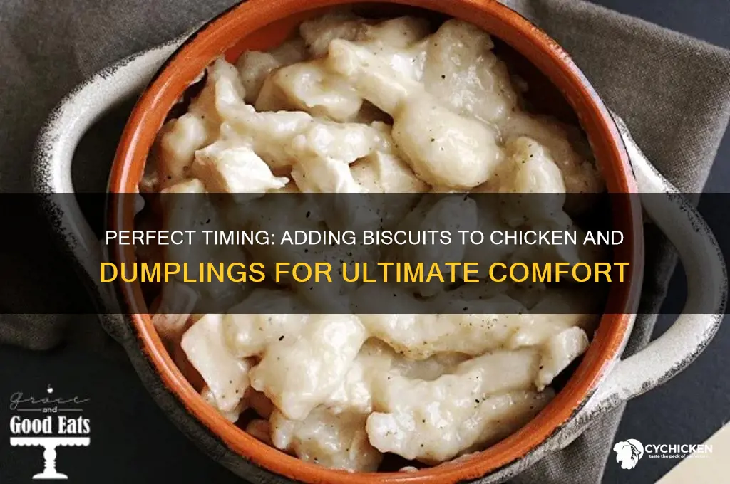 when to add biscuits to chicken and dumplings