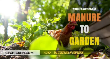Boosting Garden Growth: Timing Chicken Manure Application for Optimal Results