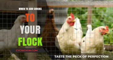 Adding Chicks to Your Flock: Timing Tips for Smooth Integration