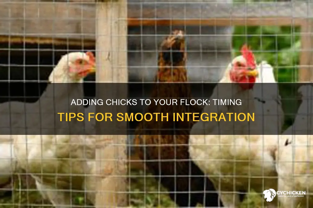 when to add chicks to your flock