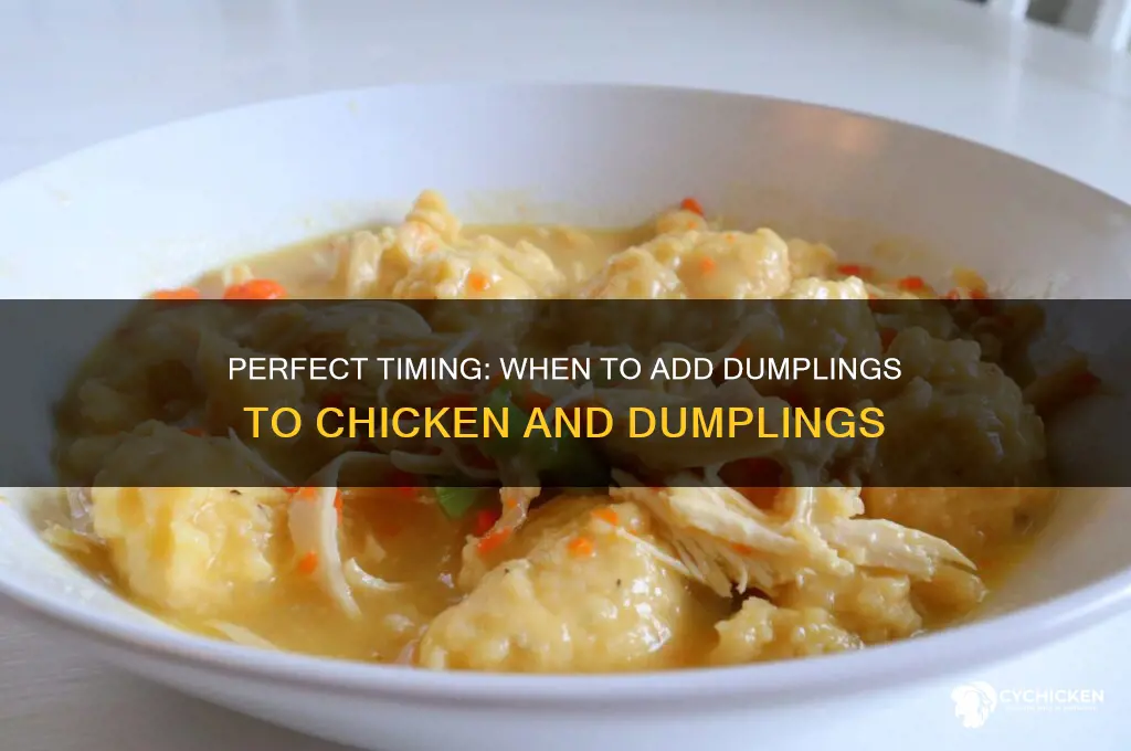 when to add dumplings to chicken and dumplings