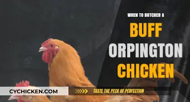 Optimal Timing for Butchering Buff Orpington Chickens: A Guide