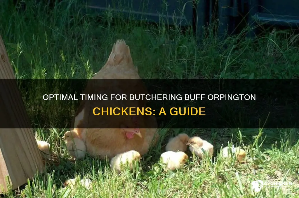 when to butcher a buff orpington chicken