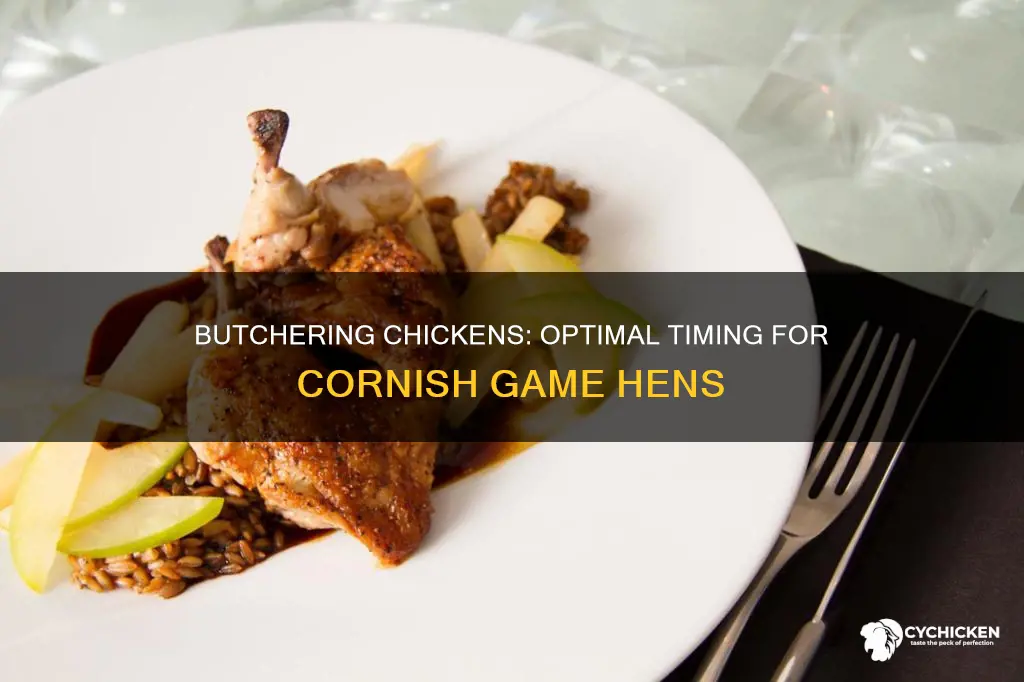 when to butcher a chicken for cornish game hens size