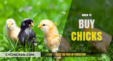 Best Time to Buy Chicks: A Seasonal Guide for Poultry Enthusiasts