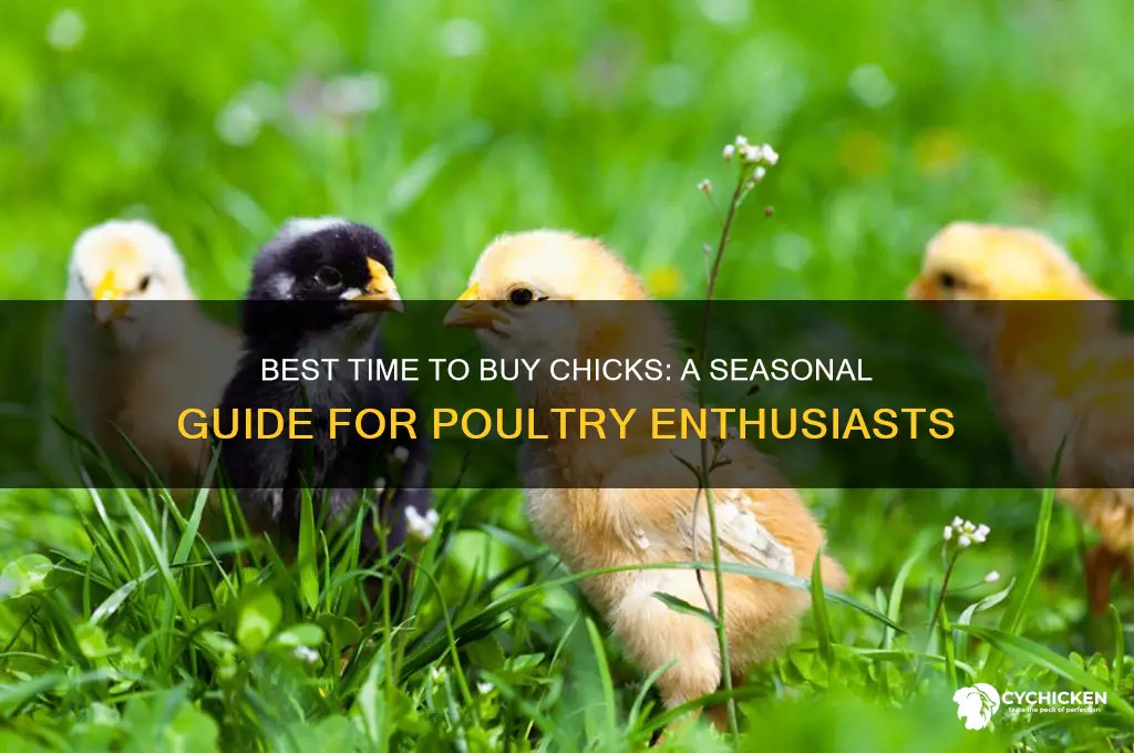 when to buy chicks