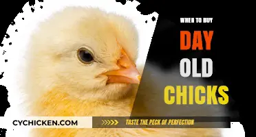 Best Time to Buy Day-Old Chicks for Healthy Flock Growth