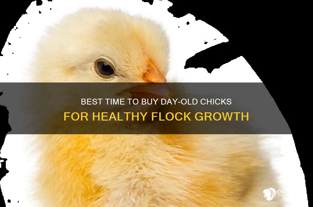 when to buy day old chicks