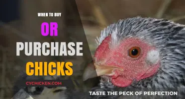 Best Time to Buy Chicks: A Guide for New Poultry Owners