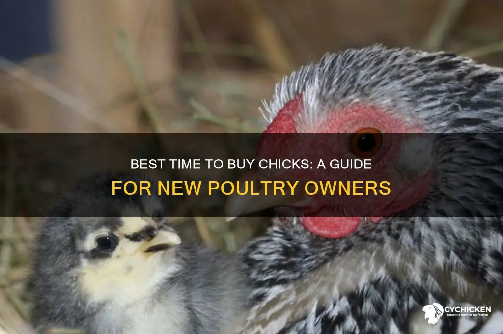 when to buy or purchase chicks