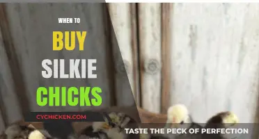 Best Time to Buy Silkie Chicks: A Beginner's Guide