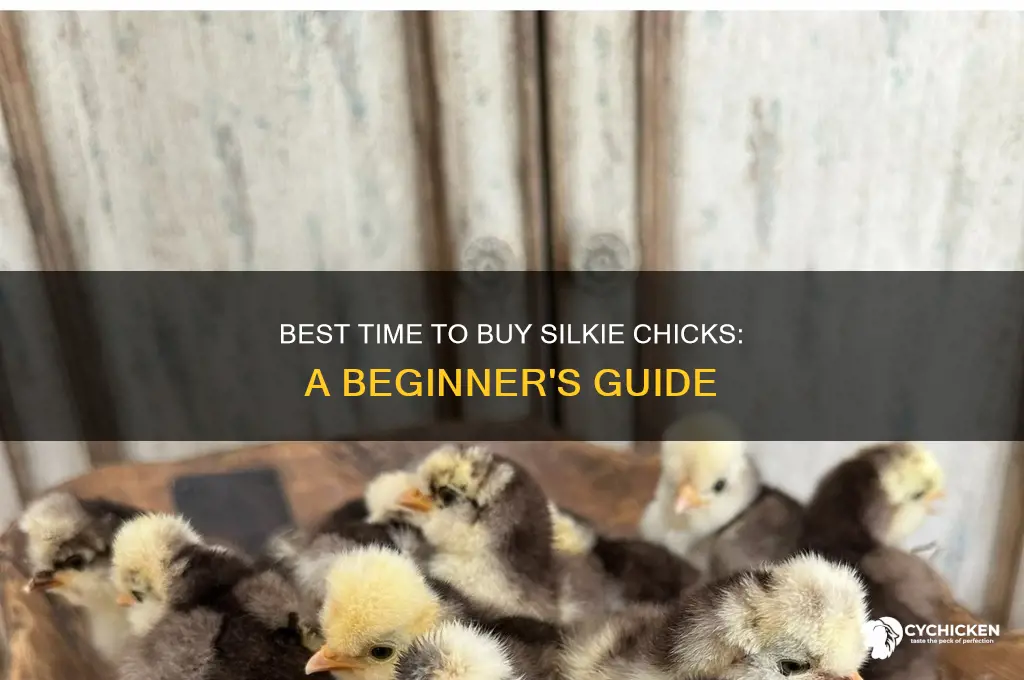 when to buy silkie chicks