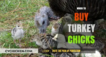 Best Time to Buy Turkey Chicks for Healthy Flock Growth
