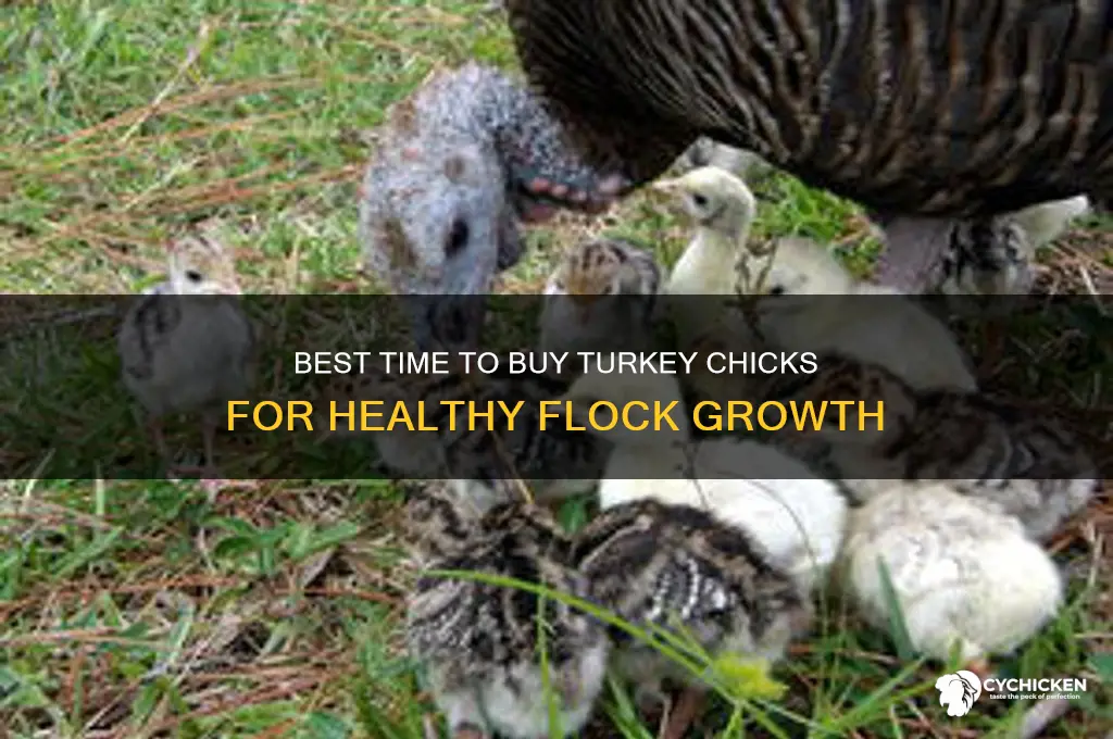 when to buy turkey chicks