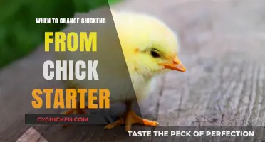 Transitioning Chicks: When to Switch from Starter Feed to Grower