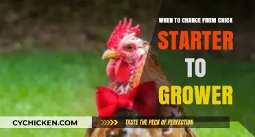 Transitioning Chicks: When to Switch from Starter to Grower Feed