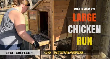 Optimal Timing for Cleaning Your Large Chicken Run: A Guide