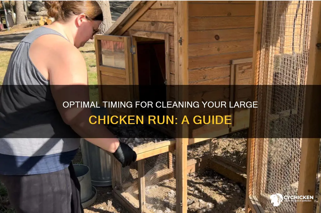 when to clean out large chicken run