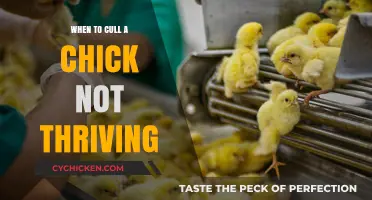 When to Cull a Chick: Signs and Ethical Considerations