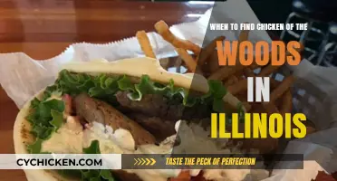 Chicken of the Woods: Illinois Foraging Guide