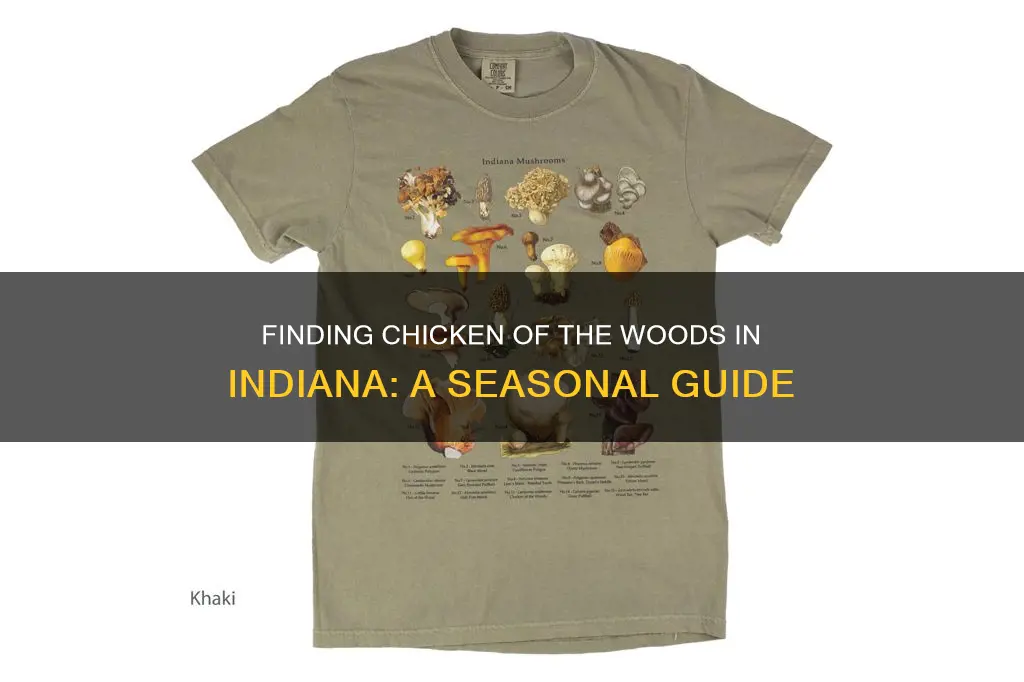 when to find chicken of the woods in indiana